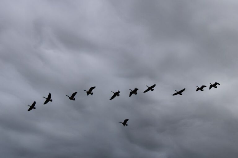 Climate Migration Patterns: What Rising Displacement Means — Opinion coverage by NewwayNews